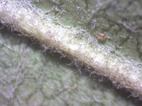 1Raubmilben 013_BR.jpg